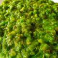 Green Chatni Hari Chatni Green Chilli Chatni - 1KG - 100% Original Shikarpuri Achar - Qasim Shikarpuri Pickles and Chatni. 