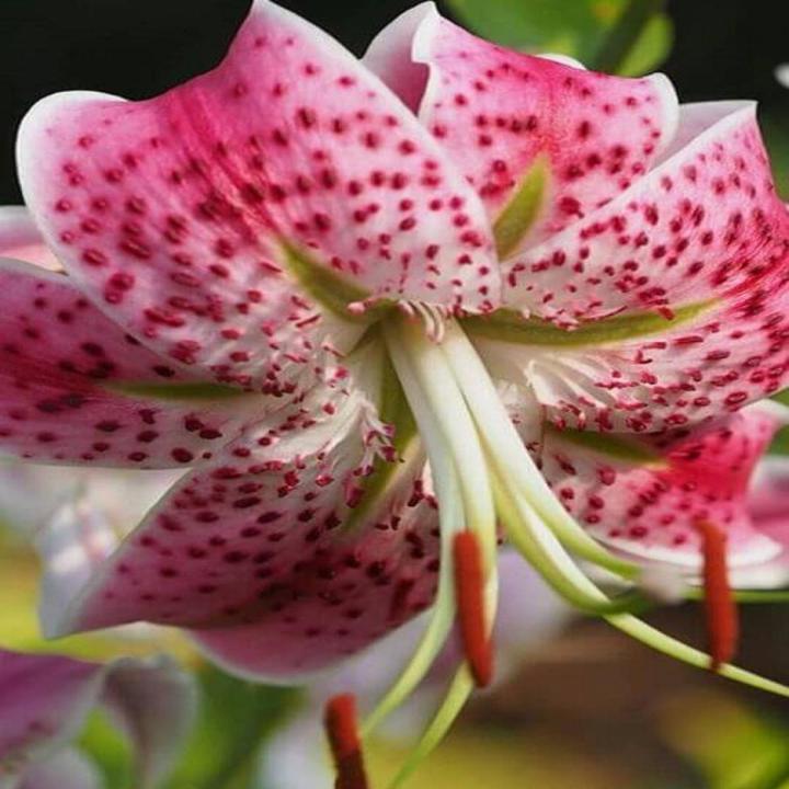 Oriental Lily Flower Seeds