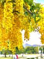 Amaltas Seeds / Cassia Fistula / Golden Shower Tree Seeds. 