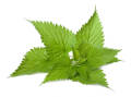 organic nettle leaves , nettle leaves in pakistan 50g. 