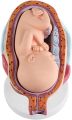 Fetus Development Model,Models Of Stages Of Pregnancy And Embryonic Development Pregnancy Fetus Model Teaching Equipment Set Of 8 Models. 
