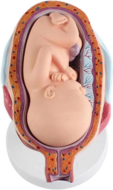 Fetus%20Development%20Model,Models%20Of%20Stages%20Of%20Pregnancy%20And%20Embryonic%20Development%20Pregnancy%20Fetus%20Model%20Teaching%20Equipment%20Set%20Of%208%20Models%20-%20Image%202