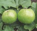 Tinda K Beej | Round Apple Gourd Seeds | Organic & Fresh Garden Seeds. 