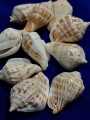 Natural Sea Shell For DIY Crafts | 5, 15, 20, 25, Mix Size pcs (4cm to 5.5cm) | Real Whole Shell With Hole | Use As Beads, Pendent Or Aquarium | Ideal For DIY Jewelry Making, Crafting, And Home Decoration. 
