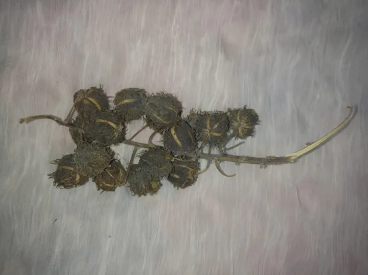 70%20Castor%20oil%20seeds%20100percent%20germinate%20for%20grow%20caster%20plant%20Eranda%20(%20Ricinus%20communis%20),%20oiling%20experimentation%20decoration%20castor%20beans%20garand%20tree%20use%20for%20many%20purpose%20-%20Image%208