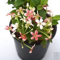 Rangoon Creeper (Jhumka Bail) |Best for Seed Garden & Home Decoration|. 