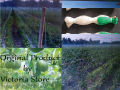 Climbing Plants Supporting Net - 8 Feet High 200 Feet Long Nylon Trellis and Crop Net for Climbing Plants. 