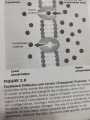 Zoology 10th Edition by Stephen Miller , John Harley. 