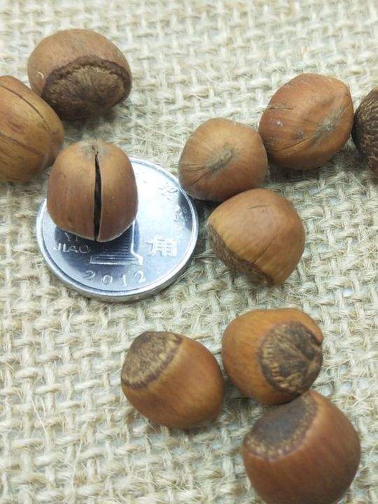 2023 New Hazelnut Northeast Specialty Wild Hazelnut Small Fruit Full Water Leak Hand Pat New Nuts Dried Fruit Snacks