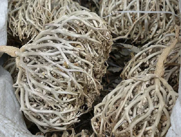 Booti /Nabi Herbal roots