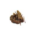 1 Kg Whole Bark ( Arjun Ki Chaal ) Also Known As Arjun Tree Barkscientific Name: Terminalia Arjuna. 