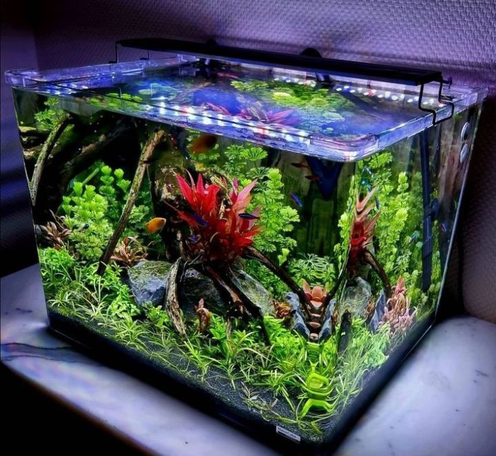 1.5Ft%20Planted%20aquarium%20-%20Image%207