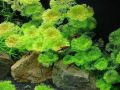 Fishy Matters Cabomba Live Aquatic Fast Growing Low Tech Plant for Aquarium Fish Tank - 5 Stems. 