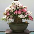 Bonsai White Pink Azalea Tree Seeds. 