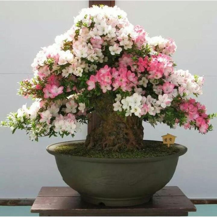 Bonsai White Pink Azalea Tree Seeds