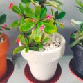 decoration pack of  5 Round crown pot  7 X 8. 