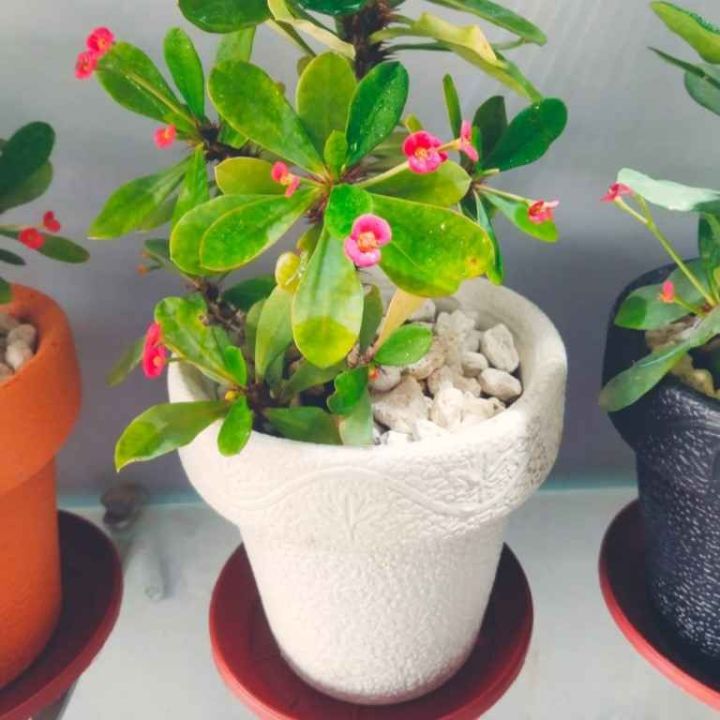 decoration%20pack%20of%20%205%20Round%20crown%20pot%20%207%20X%208%20-%20Image%204