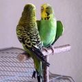 Parrot Perch,Natural Wood Parrot Stand, Bird Cage Accessories Play Stand Platform,Budgie Bird Perches Stick Grinding Chew Toys for Cockatiel,Finches. 