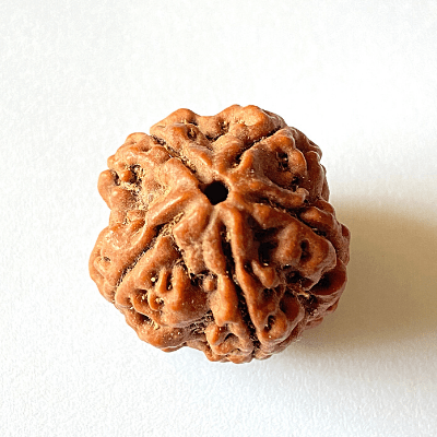 Big 5 Pedals Rudraksha Bodhi Beads Five Mulki Faces Prayer Beads