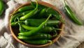 F1 Hybrid Green Chilli Chili Seeds (Sabaz Mirch) Kitchen Gardening Vegetable Premium Quality. 