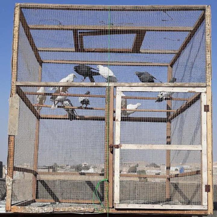 Pigeon cage Wood Pigeon jaal Wood kabootar jaal ki lakri 7feet 1 Length (1inchx1 1/2inch)