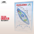 Euglena Wall Poster | Wall Chart For Science Labs Decoration | Unicellular Euglena Structure Presentation on 200 grams Card 20*30 inches. 