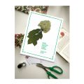 Herbarium Sheets, Herbarium File, Pack of 12 Herbarium Sheet. 