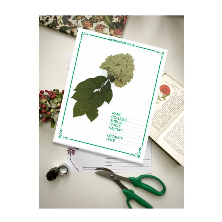 Herbarium%20Sheets,%20Herbarium%20File,%20Pack%20of%2012%20Herbarium%20Sheet%20-%20Image%204