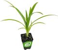 Pandan - Pandanus Amaryllifolius |Best for Seed, Home & Garden|. 