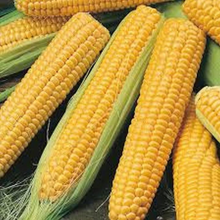 Sweet corn seeds vegetable seeds BY HK DEALER