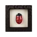Decorated Stone – Lady Bird | Painted Stones for Decor | Stone Art Painting | Hand Stone Paintings For Wall with Frame | Hand Stone Paintings For Wall Decoration | Home Decoration. 