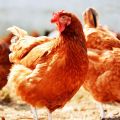 Chicken, Hen, Poultry eye glasses, peepers, blinders(Small-Pack of 30). 