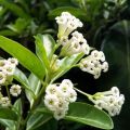 Day Blooming Jasmine Plant (Cestrum Diurnum) |Best For Seed, Home, Garden|. 
