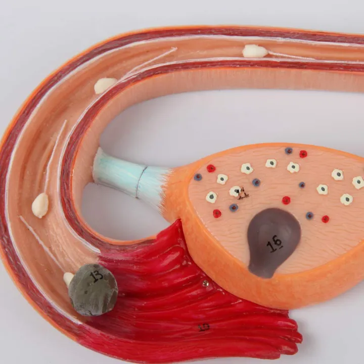 Human%20Fertilization%20Process%20Model,%20Features%20Cross-Section%20of%20Uterus,%20Ovaries,%20and%20Fallopian%20Tubes%20with%20Gametes%20%7C%20Embryology%20Teaching%20Model%20-%20Image%203