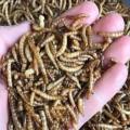 Worms for birds, Dry worm | 100g | pure organic for bird | finches | hens and hamster. 