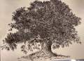 Tree of Life Pen & Ink by Arooj Mirza Studios  Painting, Art work, Original Artist work, Wall decoration, Home decoration, Living room, dinning room, bedroom decor. 