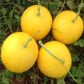 Kharboza K Beej | Melon Seeds | Organic & Fresh Garden Seeds. 