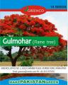 Pack of 10 Gulmohar Tree Seeds (Flame Tree) Bonsai Plant Flower. 