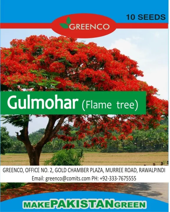Pack%20of%2010%20Gulmohar%20Tree%20Seeds%20(Flame%20Tree)%20Bonsai%20Plant%20Flower%20-%20Image%202