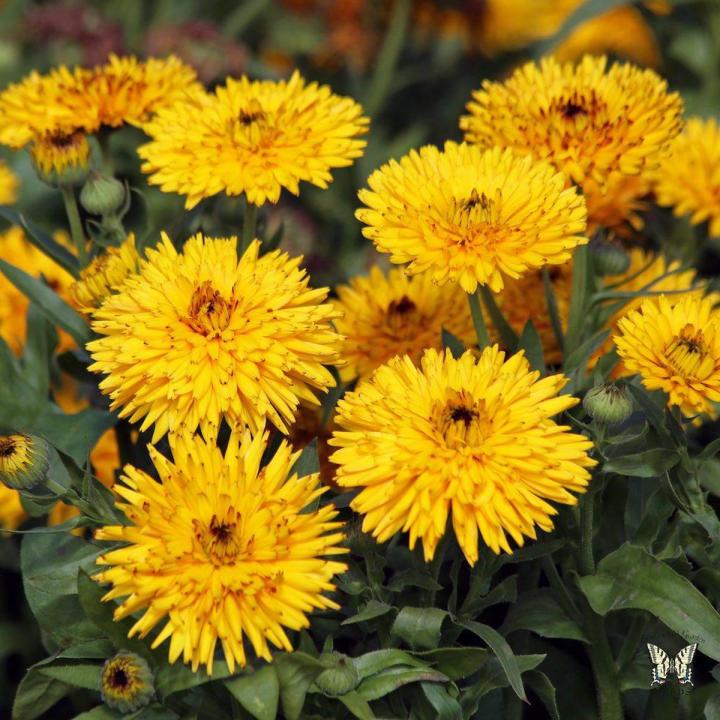 Calendula Flower Seeds -Winter Flowering Seeds by Victoria Store | Daraz.pk