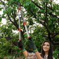 Extendable Anvil Loppers Tree Trimmer with Compound Action,Chops Thick Branch Ease,27-41''Telescopic Heavy Duty Branch Cutter,2 inch Clean Cut Capacity. 