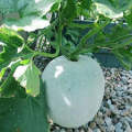 Ash gourd Seeds 20 seeds - Petha Kaddu for Kitchen Gardening By Moji Mall. 