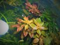 Ludwigia Repens Rubin - Aquarium. 