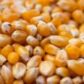 PREMIUM QUALITY POP CORN KERNALS , POP CORN , POPCORN SEEDS , MAKAI DANA 1KG. 