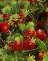 50 Seeds Bottle Brushes Tree -Callistemon Bonsai Plant Flower. 