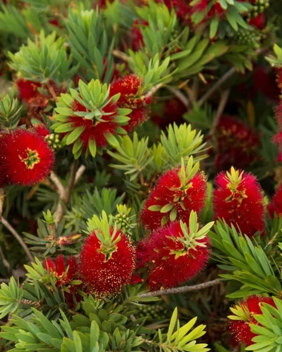 50%20Seeds%20Bottle%20Brushes%20Tree%20-Callistemon%20Bonsai%20Plant%20Flower%20-%20Image%203
