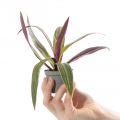 RHEO PLANT/OYSTER PLANT/LIVE SUCCULENTS PLANT WITH PURPLE & GREEN LEAVES. 