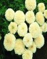 White Marigold Vanilla Flower Seeds. F1 Hybrid. 