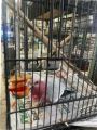 Old Newspaper Scrap Wholesale Prices / newspaper a bird cage / 1KG NEWS PAPER. 