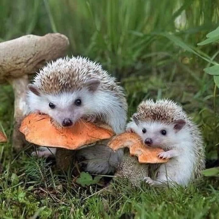 Hedgehog Mushroom Spawn Seeds